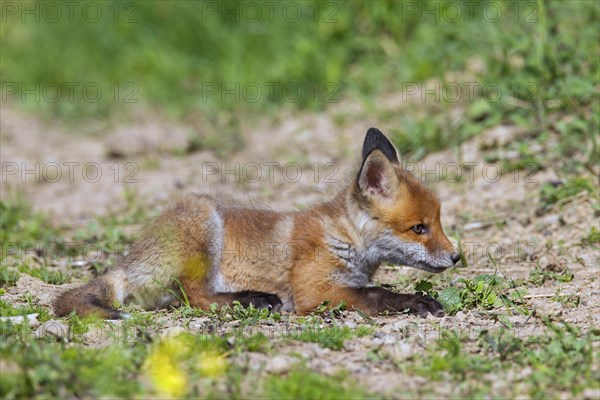 Cute red fox