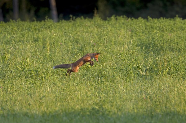 Juvenile red fox