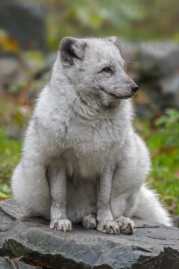 Arctic fox