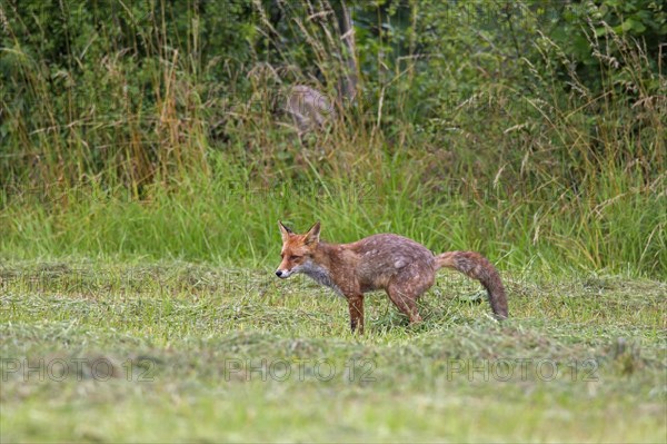 Red fox