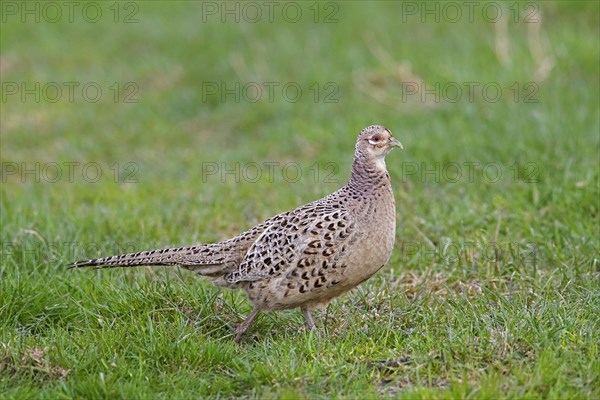 Common pheasant