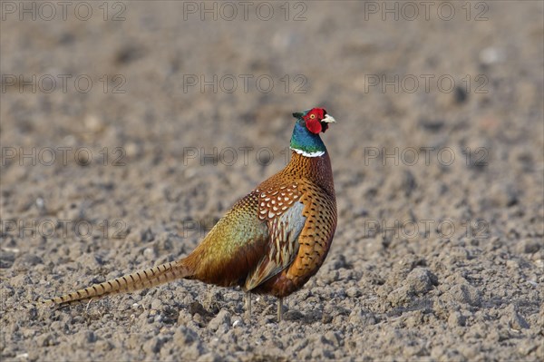 Common pheasant