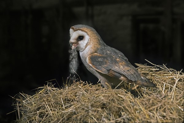 Common barn owl