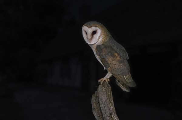 Common barn owl