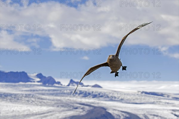 Great skua