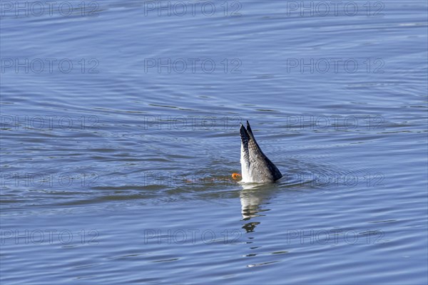 Spotted redshank