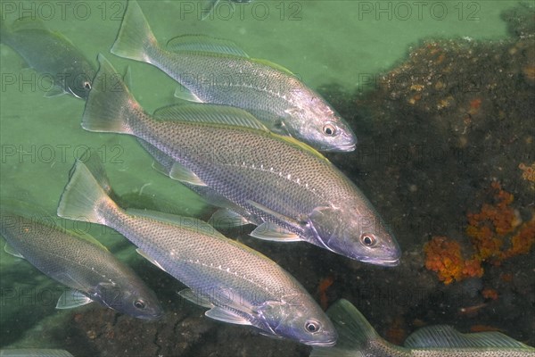 Group of Japanese eagle fish