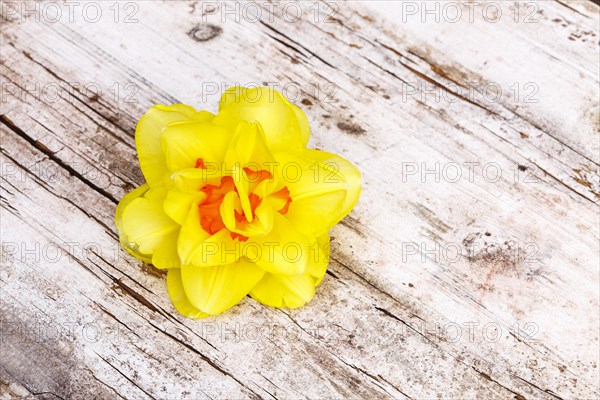 Daffodil on weathered wood