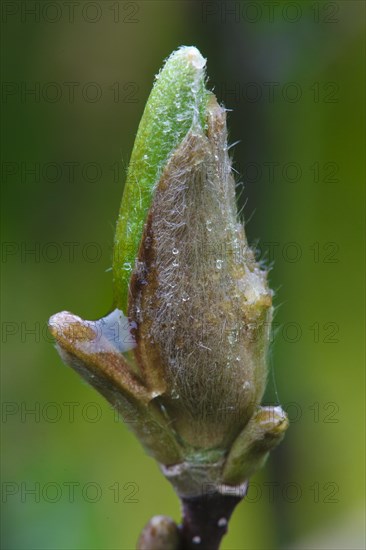 Flower bud of a magnolias