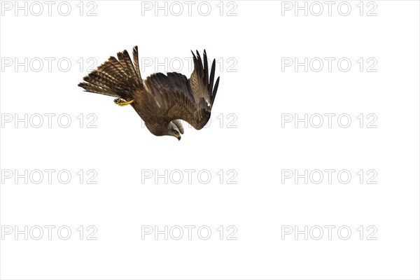 Black kite