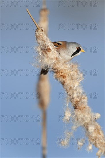 Bearded Reedling