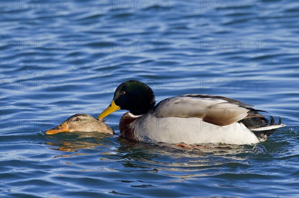 Mallard