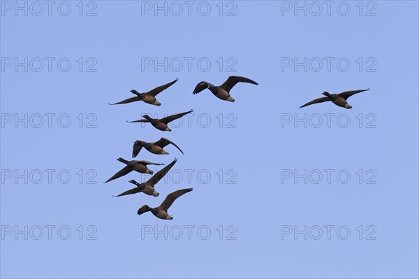 Brant geese