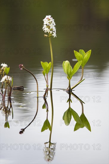 Bogbean