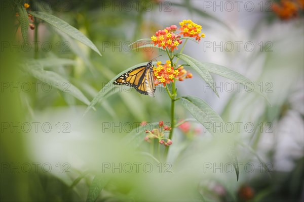 Monarch butterfly in the research greenhouse at the University of Hohenheim. In the Phytotechnikum