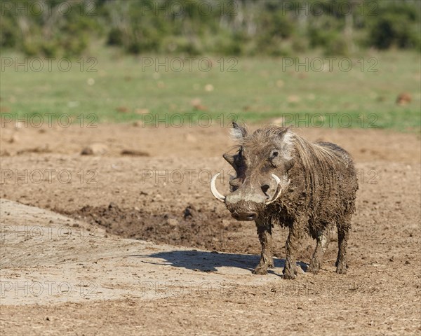 Common warthog