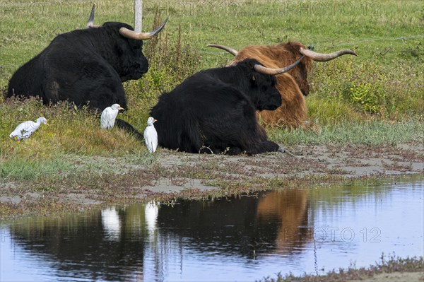 Three cattle egrets