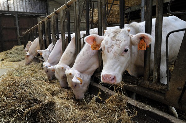 Calves eating hay in cowshed of farm of cattle