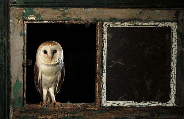 Hunting Common Barn Owl