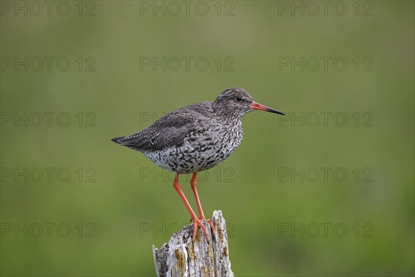 Common redshank