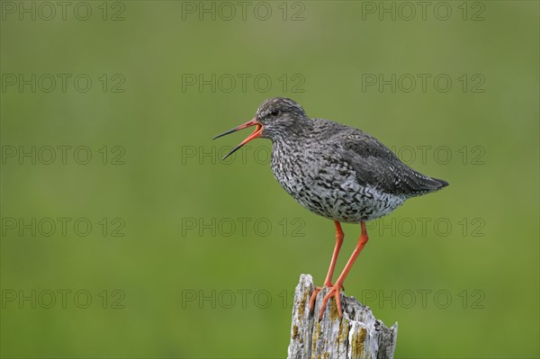 Common redshank