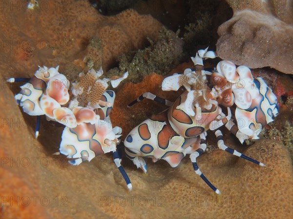 Pair of harlequin shrimp