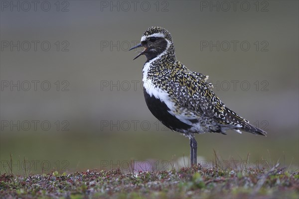 European Golden Plover