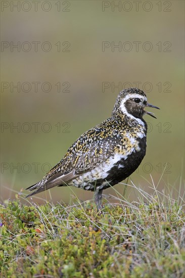 European golden plover