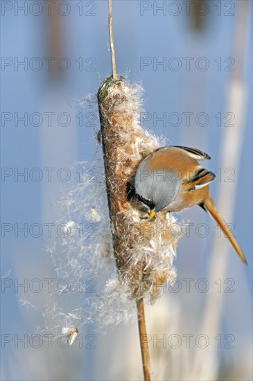 Bearded Reedling