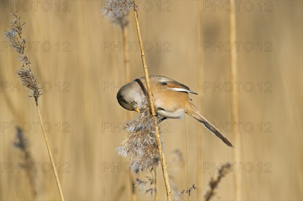 Bearded reedling