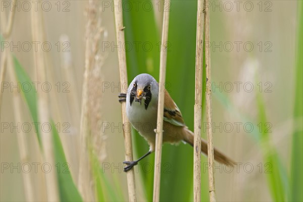 Bearded Reedling