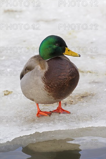 Mallard