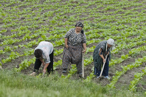 Women at work in the tobacco field