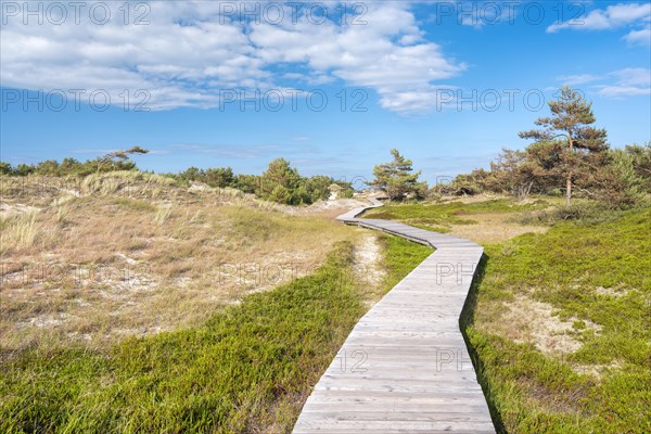 Boardwalk winds through the dunes at Darsser Ort