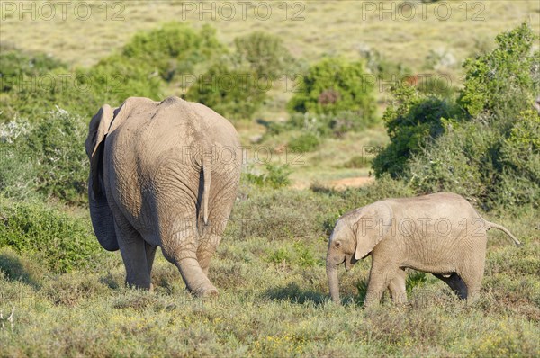 African bush elephants