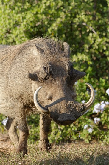 Common warthog