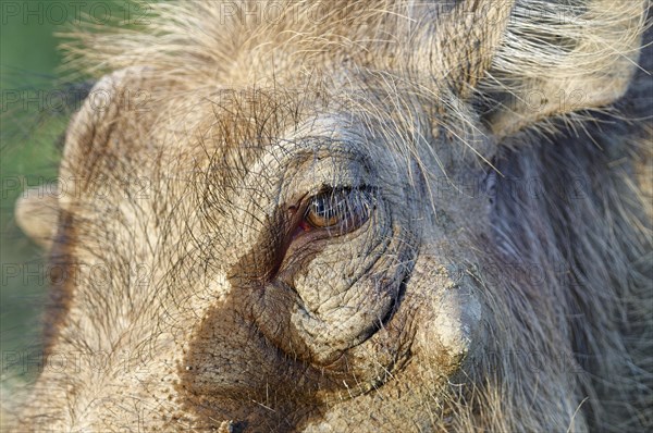 Common warthog