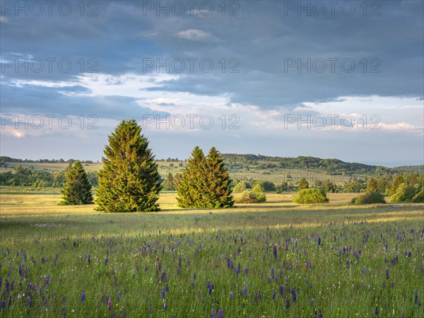 Typical landscape in the Rhoen Biosphere Reserve with wildflower meadow