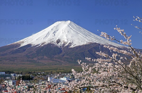 Mount Fuji and cherry blossoms Fujiyoshida city Yamanashi Japan