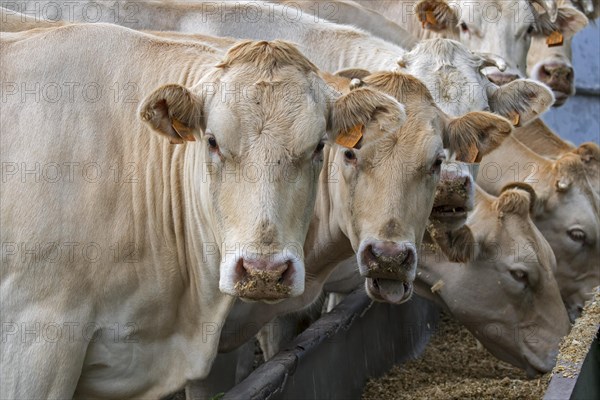 Herd of white Charolais cows