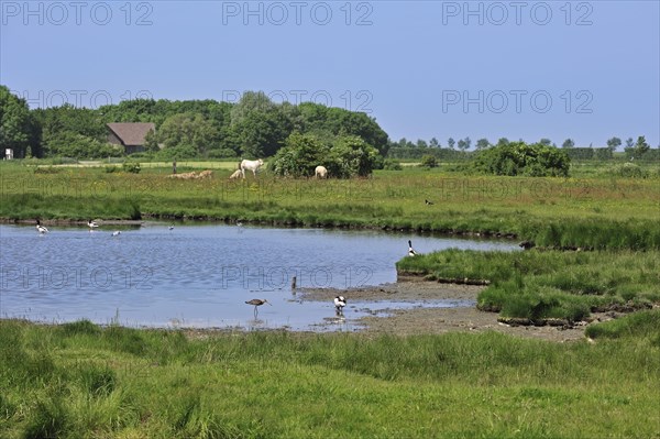 Pond with ducks and waders at the nature reserve Yerseke Moer at Zuid-Beveland in Zeeland