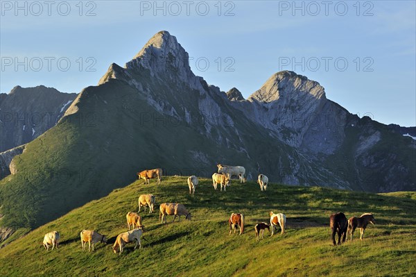 Domestic cows