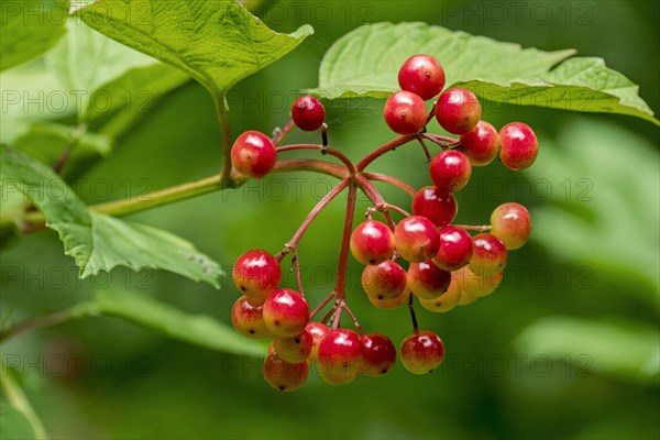 Guelder rose