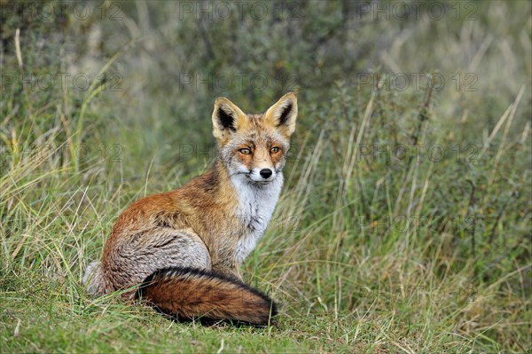 Red fox