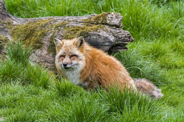 Red fox