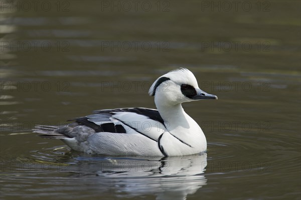 Smew