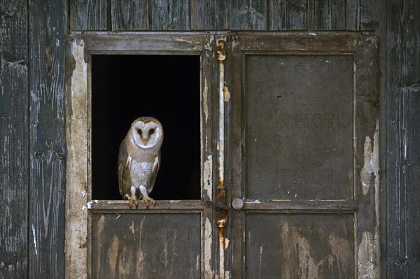 Common barn owl