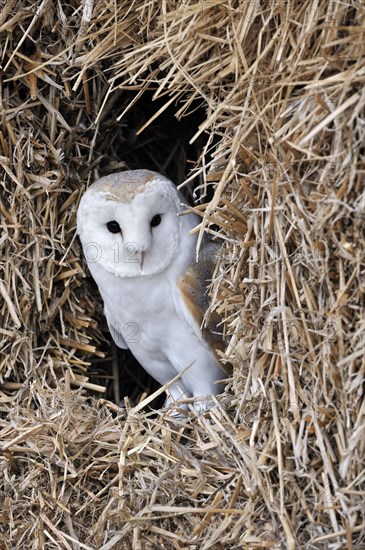 Nesting Barn owl