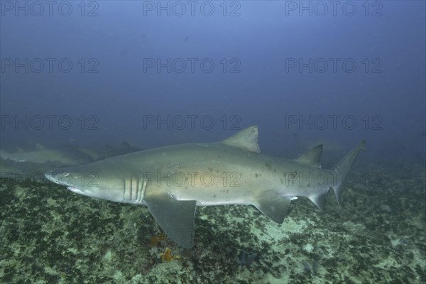 Sand tiger shark