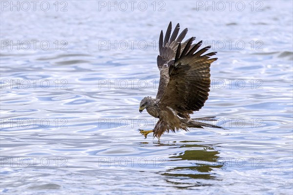 Black kite